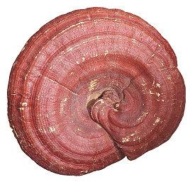 卡普空销量更新：《怪猎：崛起》达1120万 《鬼泣5》610万